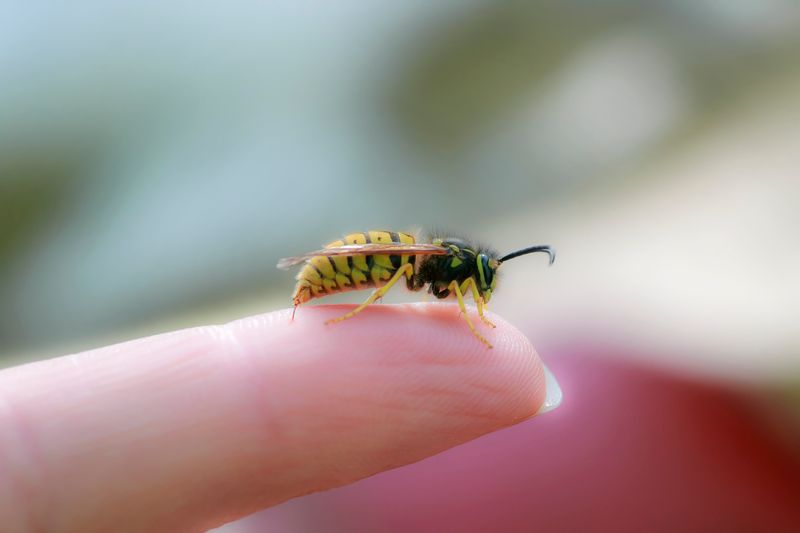 Baking Soda Paste for Bee Stings