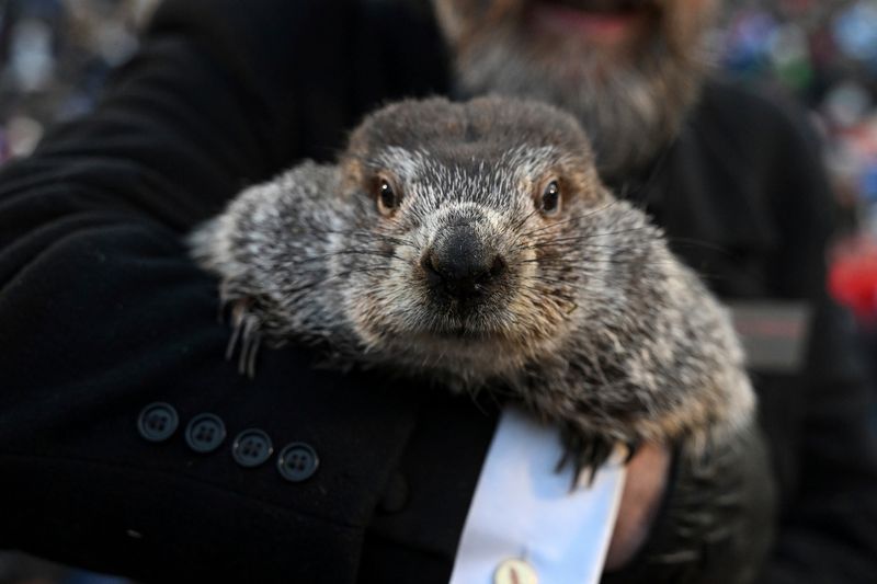 Groundhog Day Prognostication