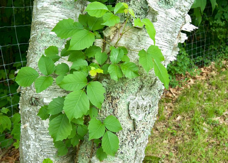 Poison Ivy Gardens