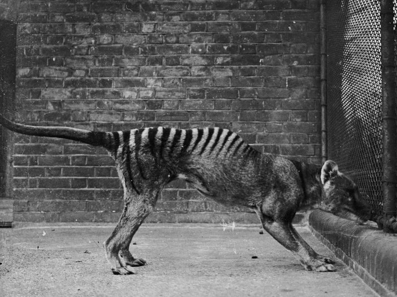 The Last Known Tasmanian Tiger