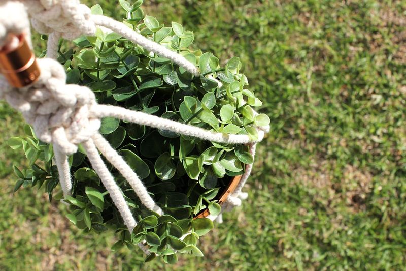 Macramé Plant Hanger With No Plant