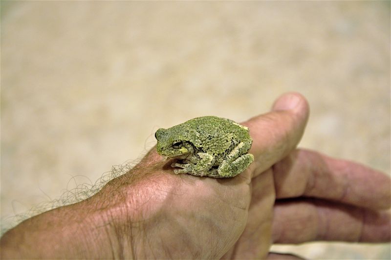 Touching Toads Gives You Warts