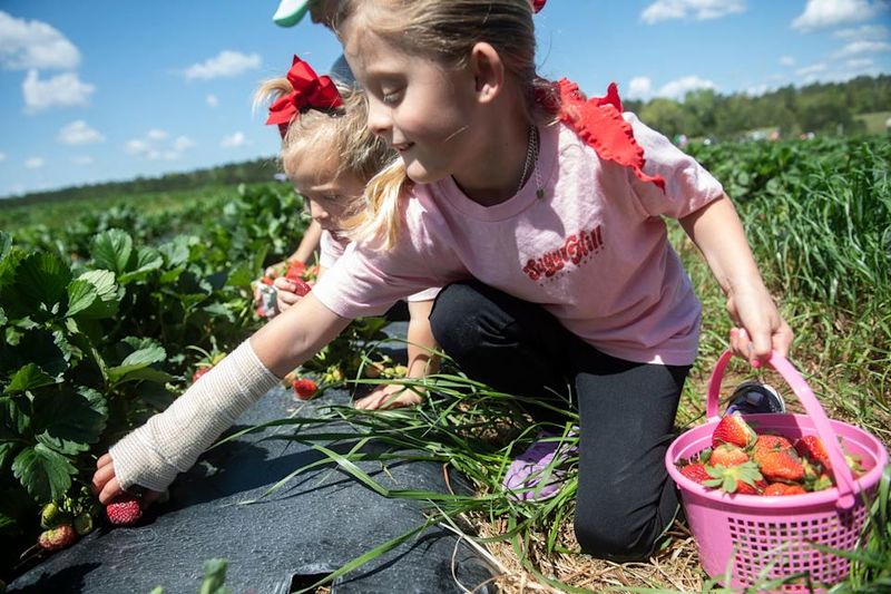 Berry Picker