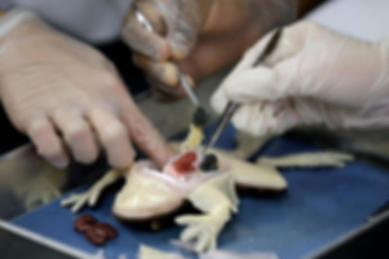 Dissecting Without Gloves