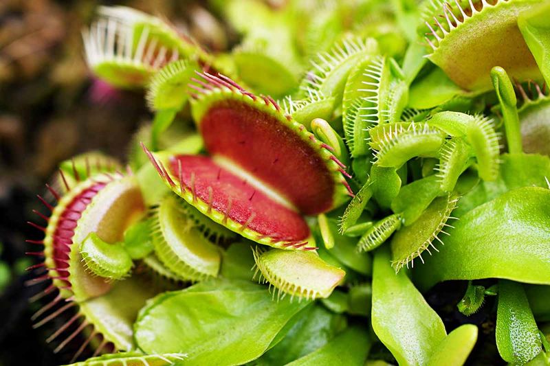 Grow Your Own Venus Flytrap