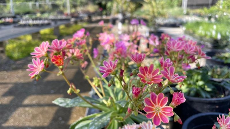 Plant and Flower Sales