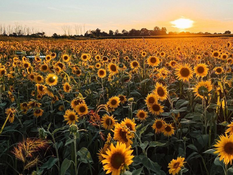 Grow 8-Foot Sunflowers That Touch the Sky